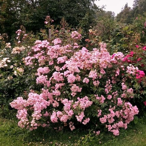 Średnioróżowy - Róże pienne - z drobnymi kwiatami - korona krzaczasta